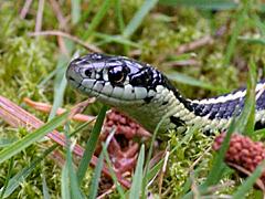 Northwestern Garter Snake